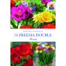 BULB FREESIA DOUBLE MIXED