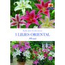 BULB LILIES ORIENTAL MIXED