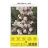 SHRUB DEUTZIA