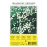 SHRUB PHILADELPHUS