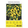 SHRUB POTENTILLA