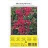 SHRUB SPIRAEA RED