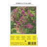 SHRUB SYRINGA