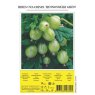 SHRUB FRUIT GOOSEBERRY