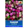 SEED CANDYTUFT FAIRY