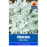 SEED CINERARIA SILVER DUST