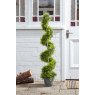 TOPIARY TWIRL CYPRESS 120CM