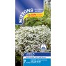 SEED LOBELIA S/COAT CASCADE WHT
