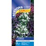 SEED LOBELIA S/COAT STRING PEARLS