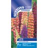 SEED LUPIN GALLERY MIX