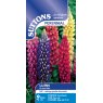 SEED LUPIN RUSSELL MIX