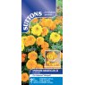 SEED INDIAN MARIGOLD KUSHI