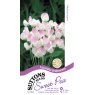 SEED SWEET PEA LAVENDER B/MAID