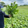 *SAMSON 10KG STUBBLE TURNIP