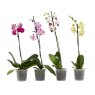 ORCHID SINGLE STEM 12CM MIXED