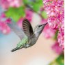 CARD BEAUTIFUL HUMMINGBIRD RSPCA