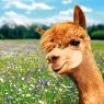 CARD ALPACA ON PASTURES RSPCA