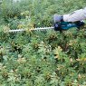 Makita Makita DUH507F LXT Hedge Trimmer 50cm With Battery