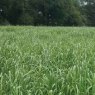 *GRASS MIX CUTMAX SPRINTER 20KG GROMAX