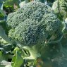 SEED BROCCOLI BENEFORTE F1