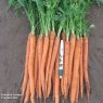 SEED CARROT DAUCUS EXCALIBUR F1