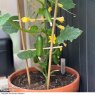 SEED CUCUMBER QUICK SNACK F1