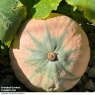 SEED KABOCHA MAXIMA ROSIE F1