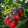 SEED TOMATO BLACK MOON F1