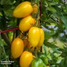 SEED TOMATO BLISS F1