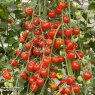 SEED TOMATO SOLANUM FRAISE