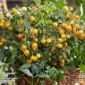 SEED TOMATO TINY TEMPTATIONS MIX