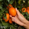 SEED TOMATO VIVACIOUS F1