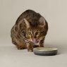 Scruffs Scruffs Ombre Pet Saucer