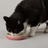 Scruffs Scruffs Ombre Pet Saucer
