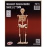 Quay Skeleton Wooden Craft Kit