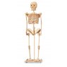 Quay Skeleton Wooden Craft Kit
