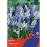 MUSCARI MIX 40