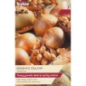 ONION SET SENSHYU YELLOW 50
