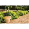 PLANTER HIMALAYA