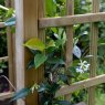 Forest Garden Forest Garden Classic Dome Top Arch