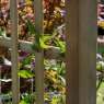 Forest Garden Forest Garden Classic Flat Top Arch