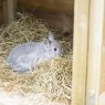 Forest Garden Forest Garden Rabbit Hutch