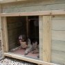 Forest Garden Forest Garden Large Dog Kennel & Run