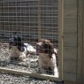 Forest Garden Forest Garden Large Dog Kennel & Run
