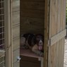 Forest Garden Forest Garden Large Dog Kennel & Run