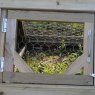 Forest Garden Forest Garden Small Starter Coop