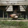 Forest Garden Forest Garden Large Raised Ark Chicken Coop