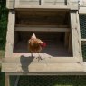 Forest Garden Forest Garden Large Raised Chicken Coop