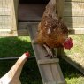 Forest Garden Forest Garden Large Raised Chicken Coop