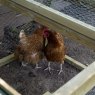 Forest Garden Forest Garden Chicken Coop & Run